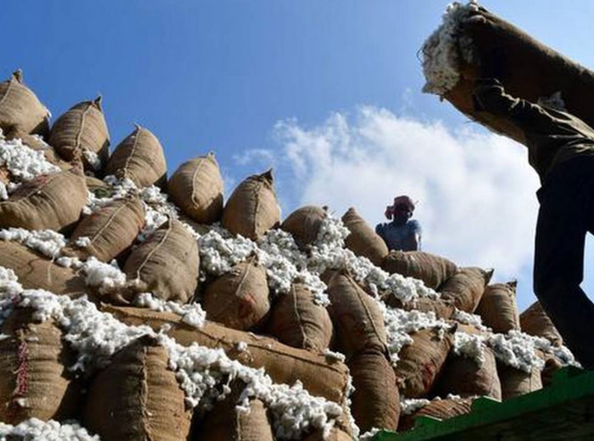 Indian ‘Cotton Ending Stock’ is likely to decrease to 75L bales: Cotton Affiliation of India, SIMA,CCI