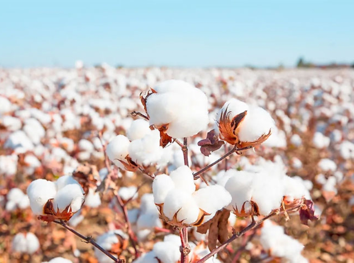Today is World Cotton Day! Farmers' conventions are organised by Pratibha Syntex (India)