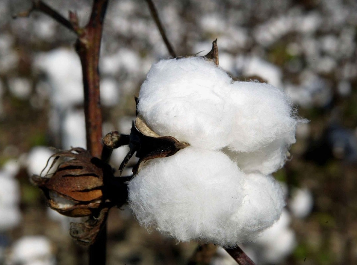 Top Cotton Producing Countries In The World - WorldAtlas