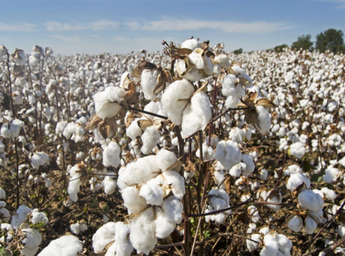 Cotton produced by Better Cotton accredited farmers reduces emissions considerably