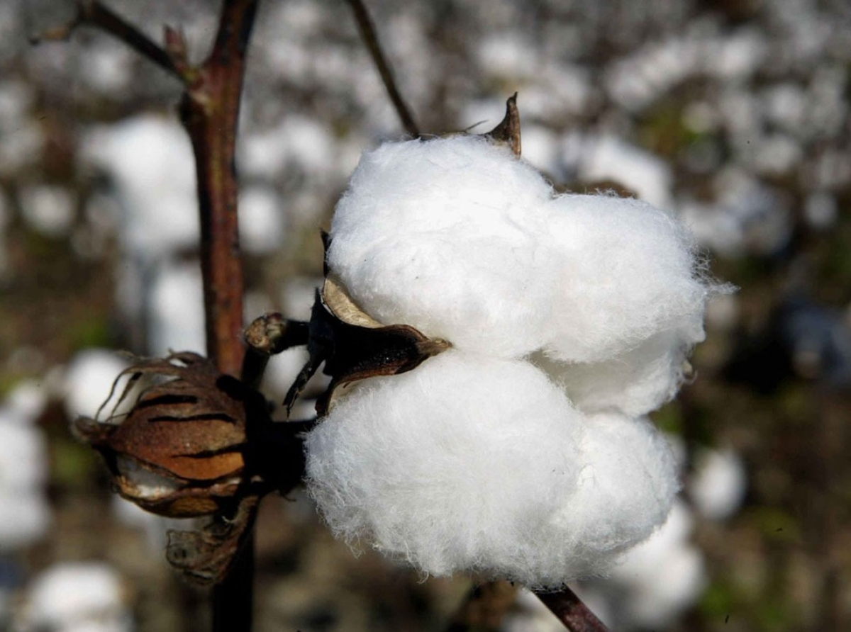 Cotton Association of India (CAI) estimates 2021-22 Season 'Cotton Production' to 360.13 lakh bales
