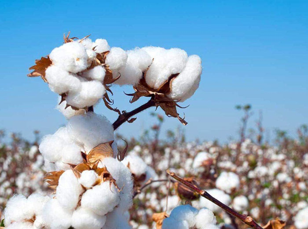 Cotton prices have soared to their highest point in the last 11 cotton seasons! India's business community is pleading with the Prime Minister to intervene