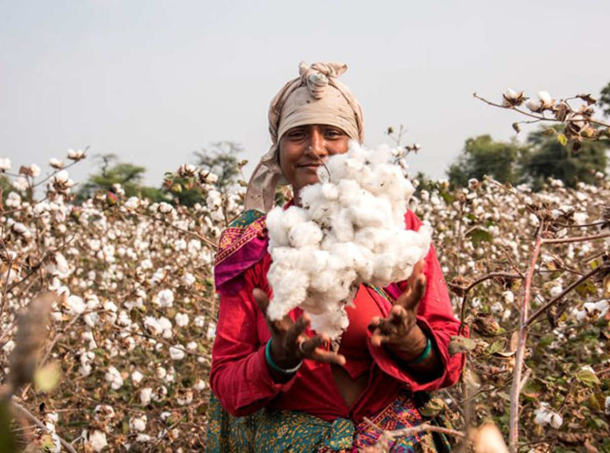 The Cotton Corporation of India has received Cabinet clearance to receive Rs. 17,408.85 crore