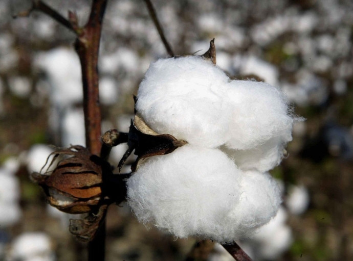 Global cotton production & consumption to improve going forward