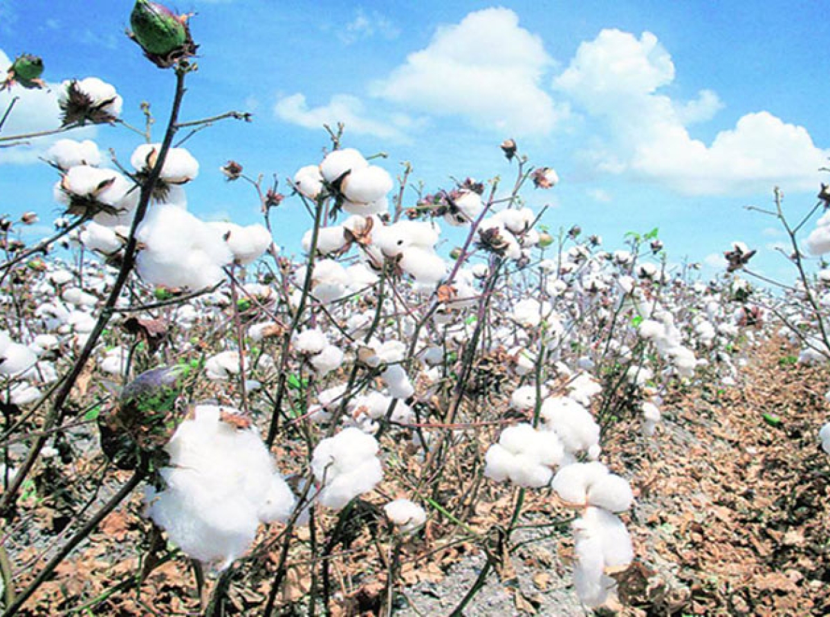 Textile industry seeks Centre’s intervention to stabilise cotton prices