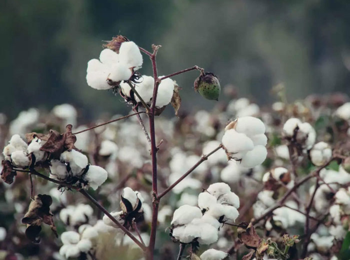 Omicron Virus (Pandemic scare), poor quality lowers cotton rates by ₹1,500 per quintal