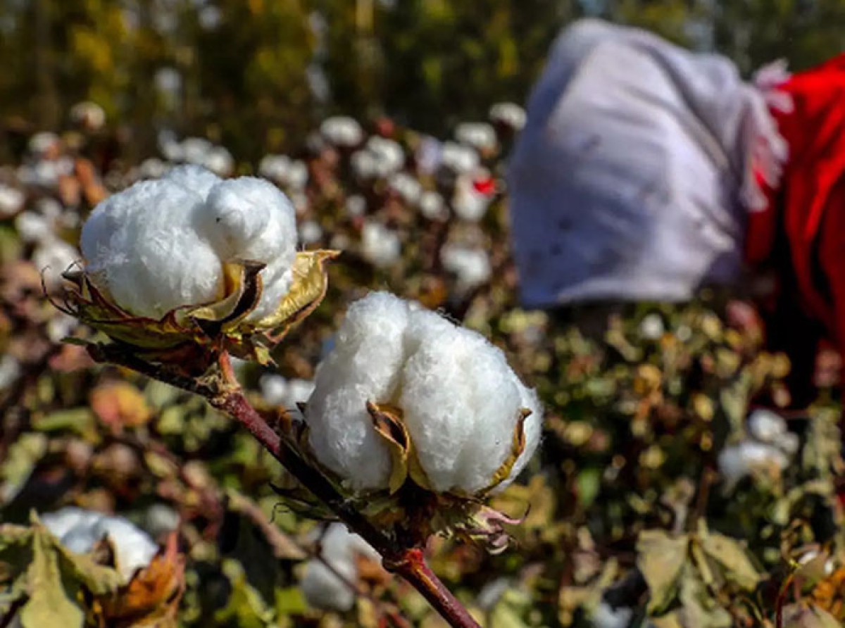 SIMA urges Central Minister of Textiles, submitting memorandum for ‘Removal of Import Duty on ELS Cotton’
