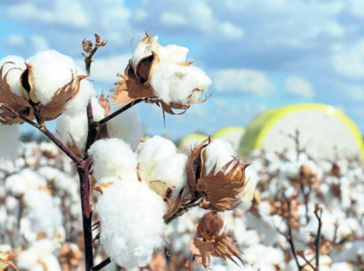 Cotton exports may decline as prices continue to rule high