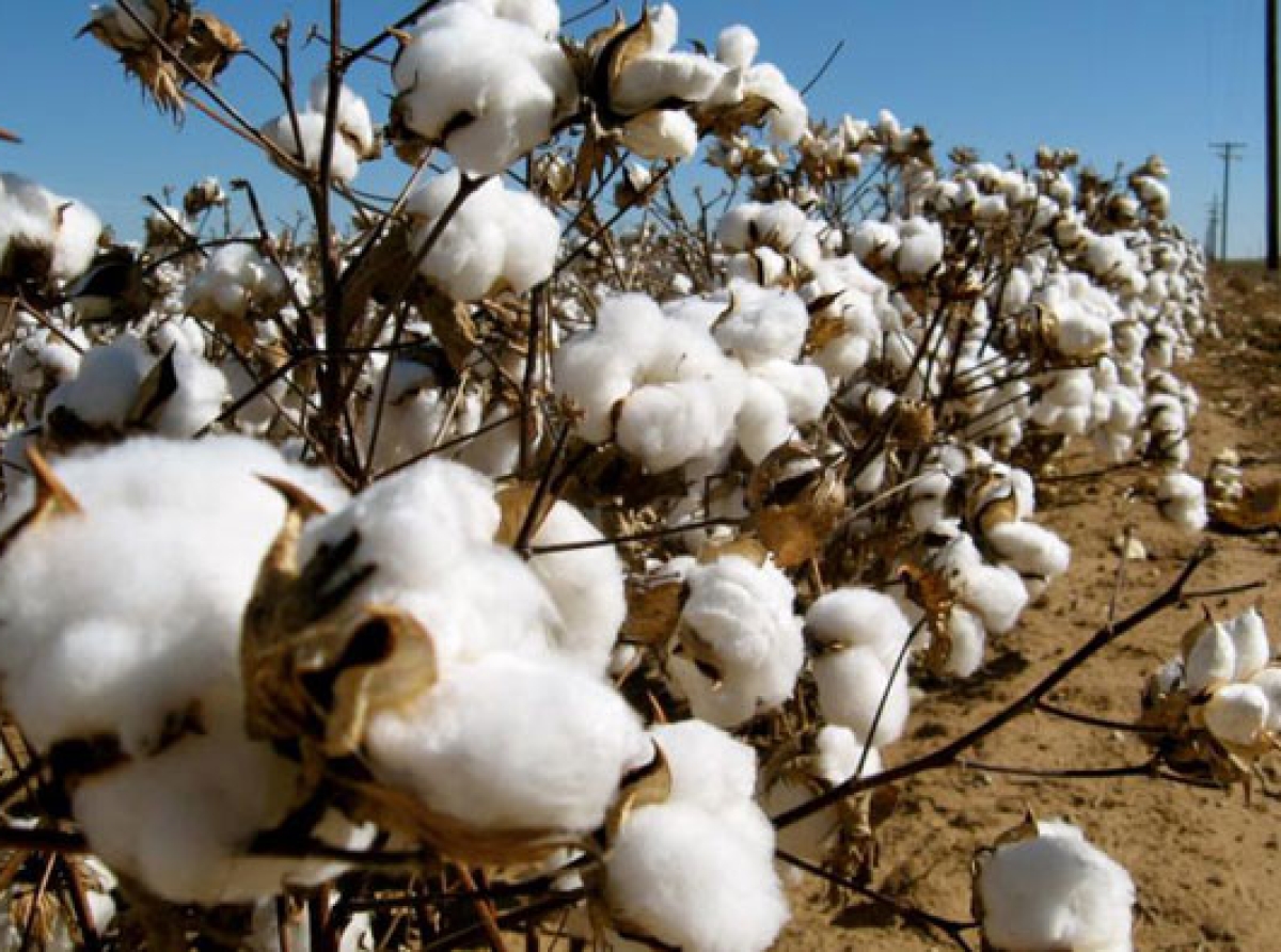 Maharashtra panel pre-warns: Cotton import duty cut expected to support Pak-China, affect seriously Indian farmers' prospects