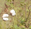Cotton Prices to Pick Up 5% y/y in 2022 on Rising Demand and Limited Crops in India and U.S.