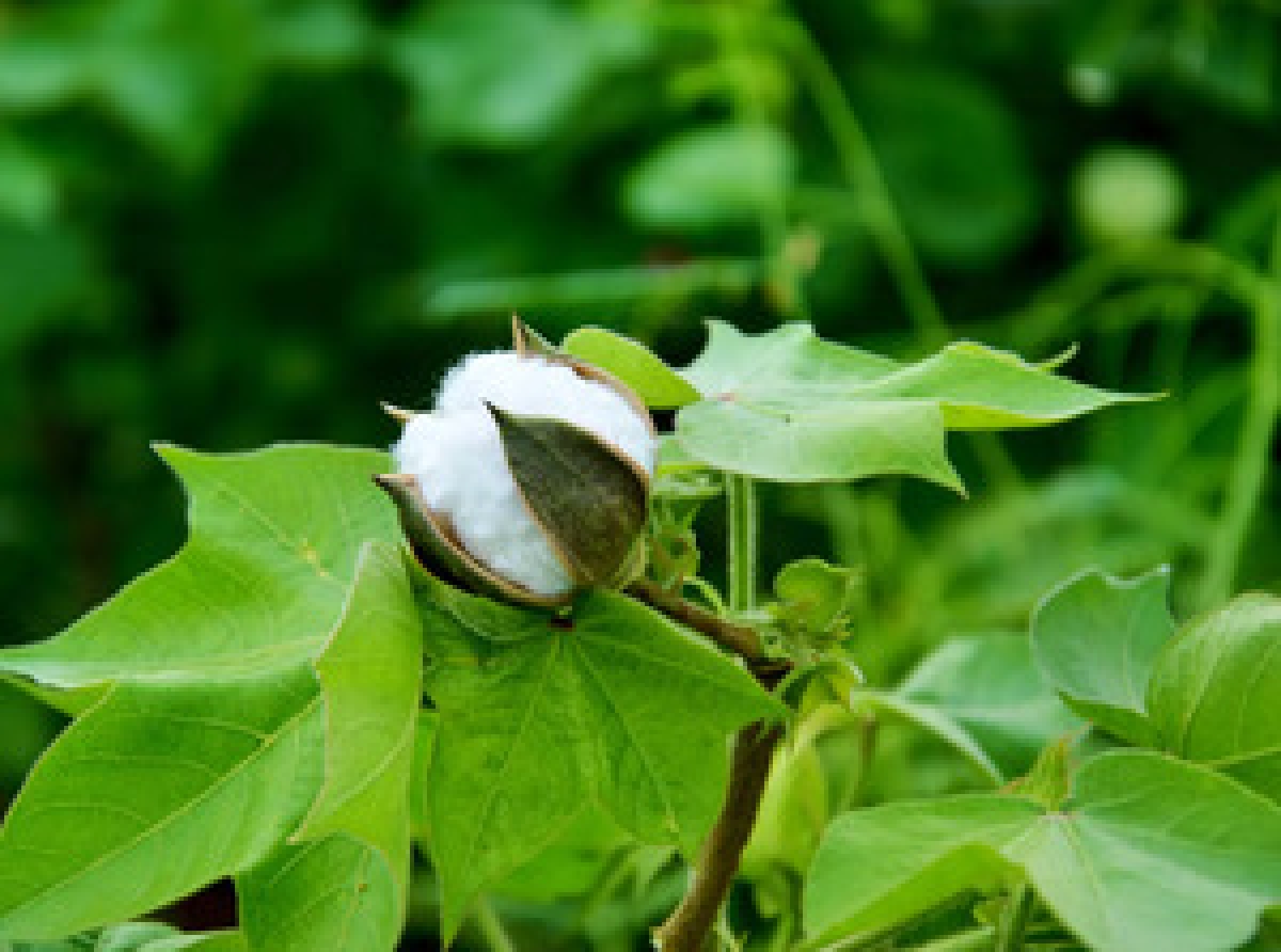 Indian Cotton and Products Update - January 2022