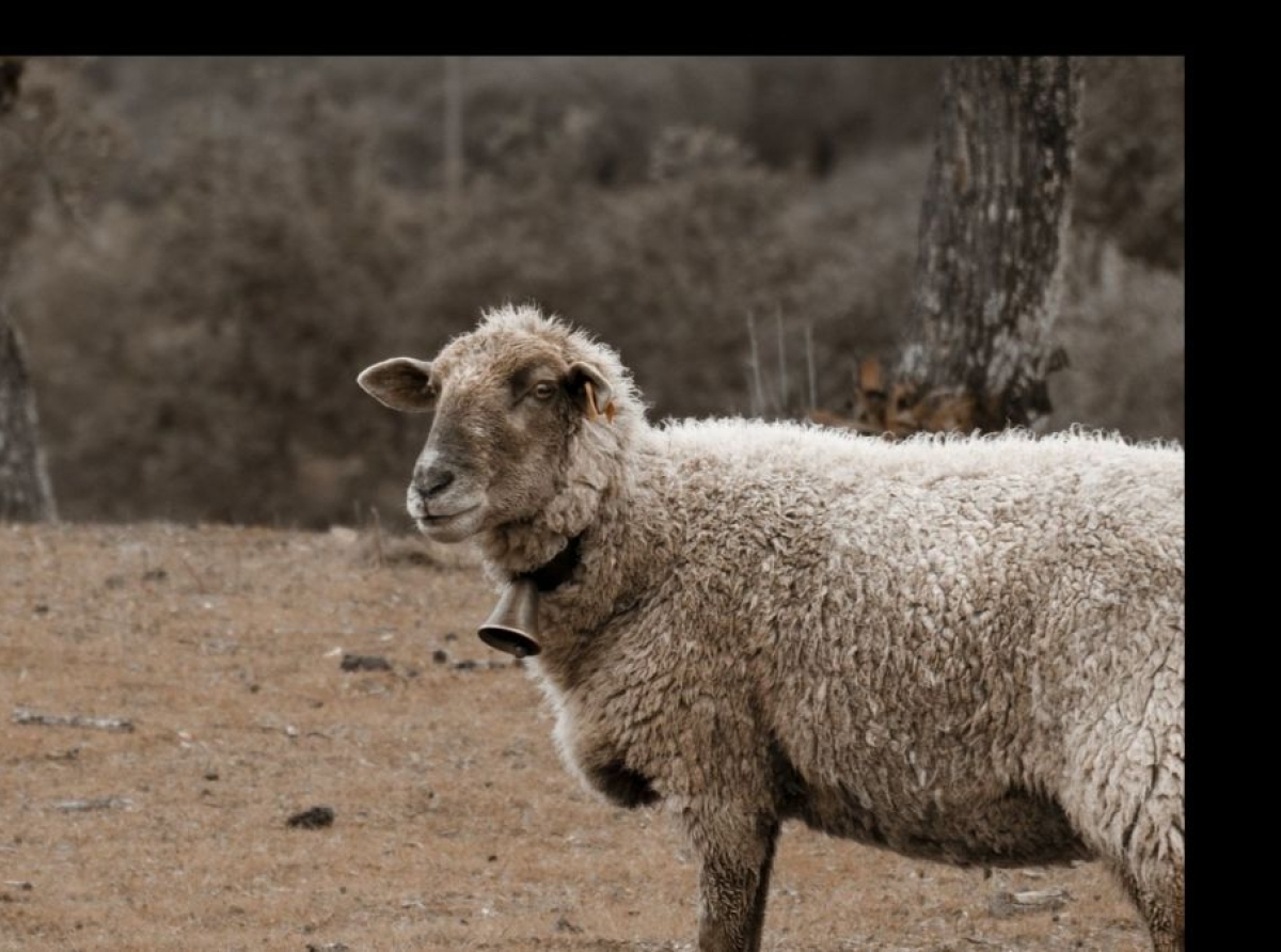 British Wool 2022 shearing training courses go live