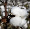 Cotton Journey: Farm To Fashion Rack