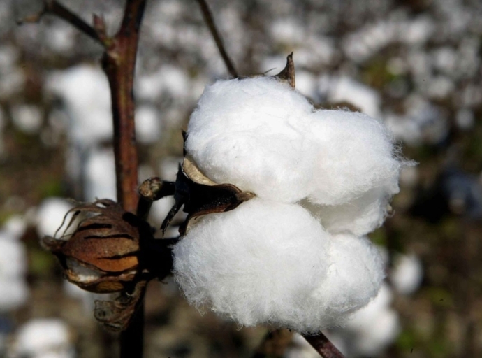 Cotton Journey: Farm To Fashion Rack