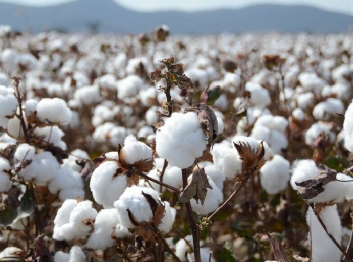 CottonSector
